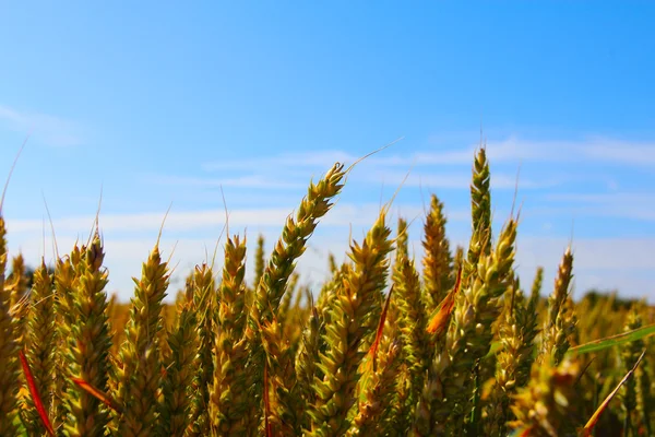 Прекрасний вид на літнє пшеничне поле під блакитним небом — стокове фото