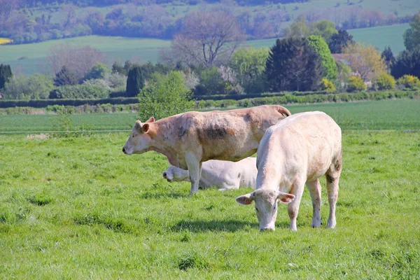 Нормандские коровы на пастбище — стоковое фото