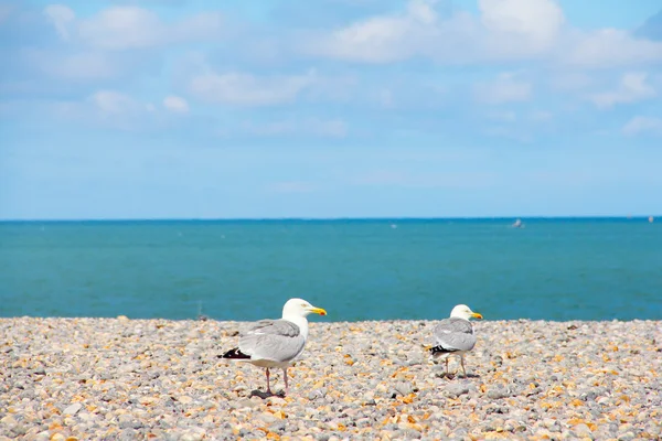 Gaviotas sobre la playa de guijarros — Foto de Stock