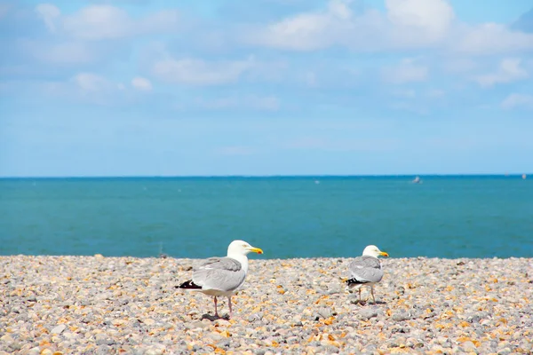 Möwen über Kiesstrand — Stockfoto