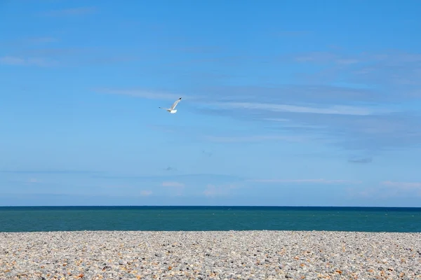 Gaviotas en playa de guijarros — Foto de Stock