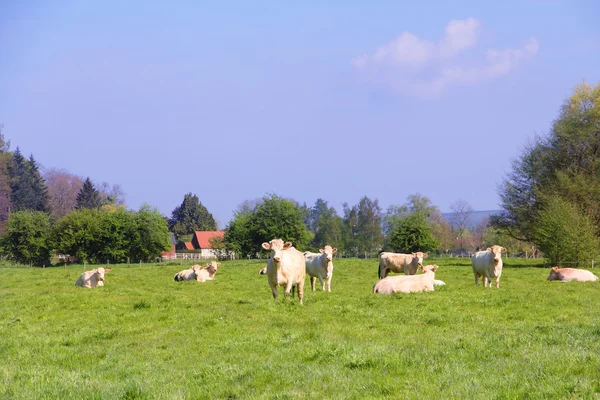 Normandy cows on pasture — Stock Photo, Image