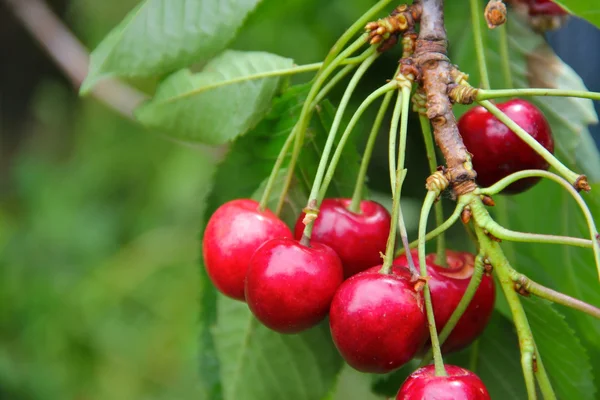 Cerise mûre sur branche — Photo