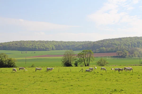 Normandy cows on pasture — Stock Photo, Image