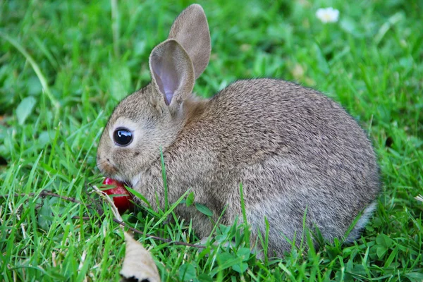Bebek tavşan çim — Stok fotoğraf