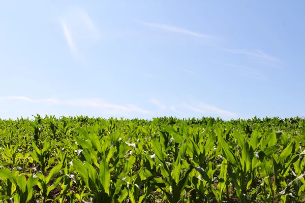 Campo de maíz verde — Foto de Stock