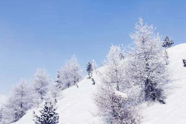 Winterwald in den Bergen — Stockfoto