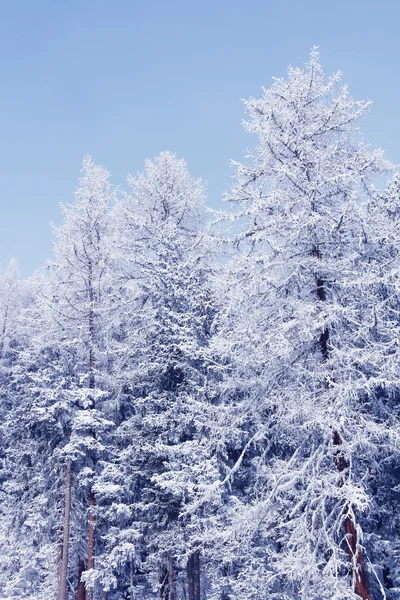 Winterbos in de bergen — Stockfoto