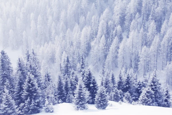 Vinterskog i fjällen — Stockfoto