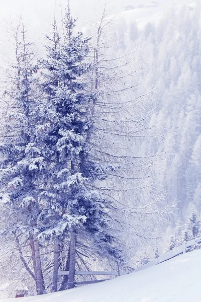 Foresta invernale in montagna — Foto Stock