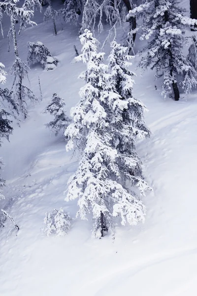 Winterbos in de bergen — Stockfoto