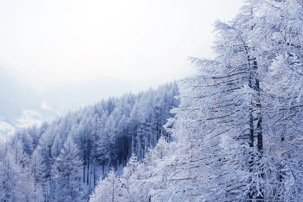 冬、アルプス、オーストリアの山の範囲のピーク — ストック写真