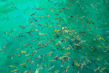 tropikal balık suda