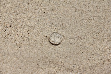 kum üzerinde denizanası