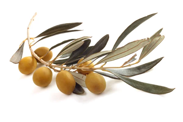 Olive su ramo — Foto Stock