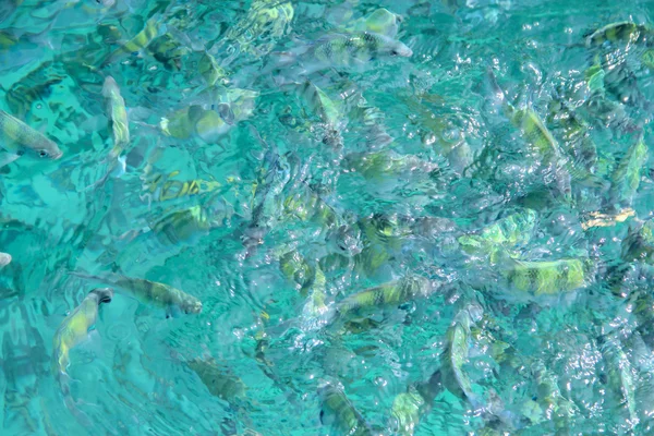Peixes tropicais na água — Fotografia de Stock