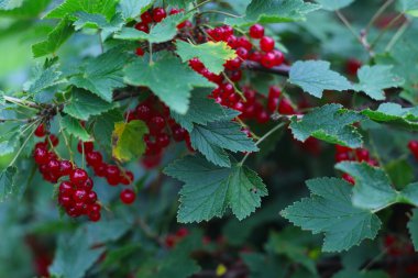 Olgun kırmızı kuş üzümü