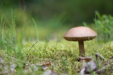 kahverengi kap çörek