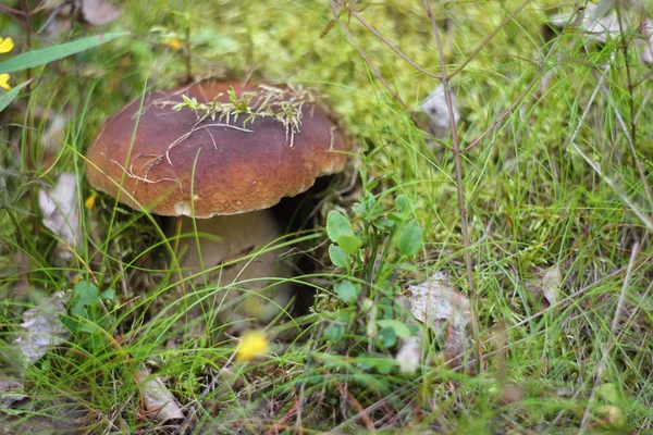 Boletus mantarı mantar — Stok fotoğraf