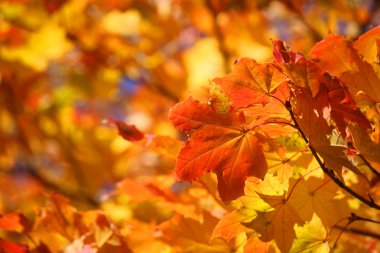 sonbahar yaprakları arka plan