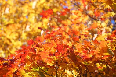 sonbahar yaprakları arka plan