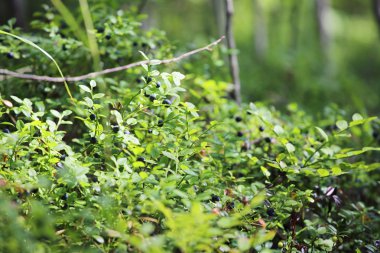 Olgun böğürtlen, küçük bush