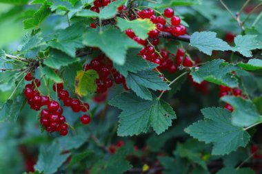 Olgun kırmızı kuş üzümü