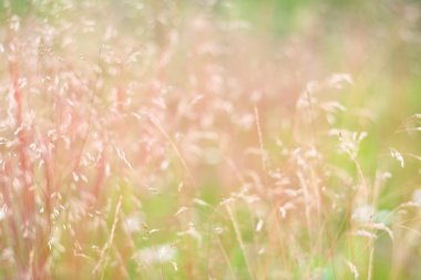 vahşi çayır çimen