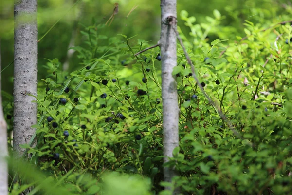 Little bush of ripe blueberry — Stock Photo, Image