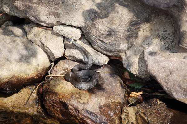 Serpiente de hierba sobre piedra —  Fotos de Stock