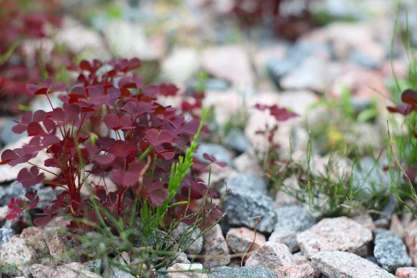 Orpine κόκκινο φυτό — Φωτογραφία Αρχείου