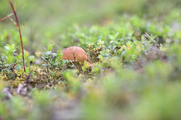 Boletus edulis cogumelo — Fotografia de Stock