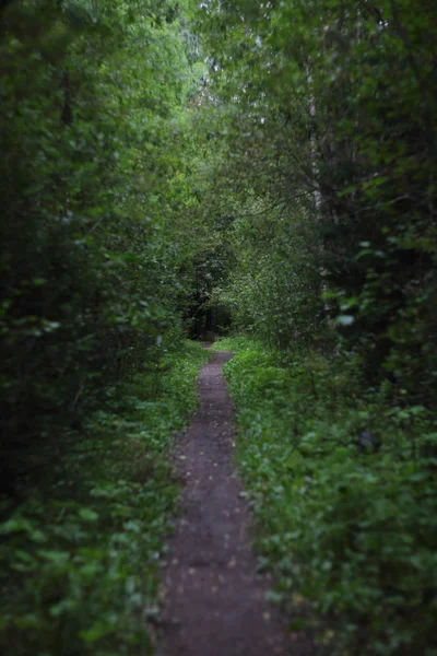 Passo a passo na floresta — Fotografia de Stock