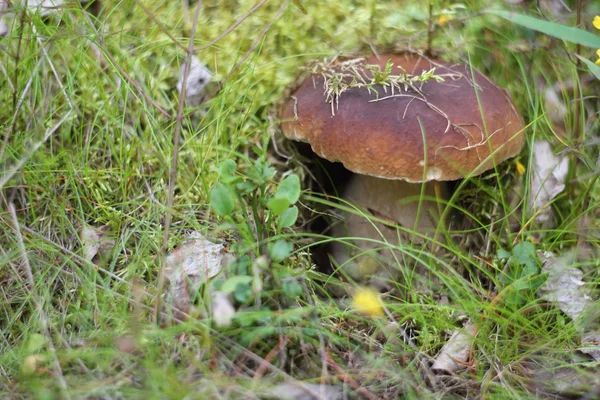 Boletus edulis cogumelo — Fotografia de Stock