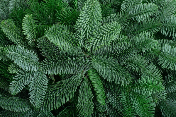 Tradicional Verde Árvore Natal Nobre Abeto Espaço Cópia Fundo Para — Fotografia de Stock