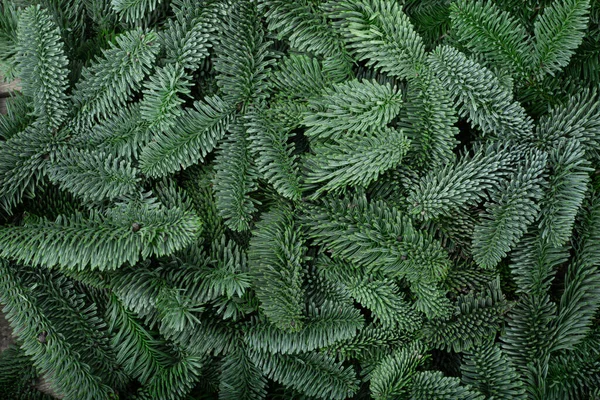 Tradicional Verde Árvore Natal Nobre Abeto Espaço Cópia Fundo Para — Fotografia de Stock