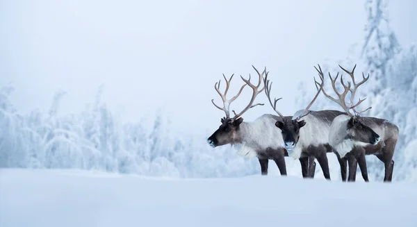 Veados Grandes Macho Floresta Inverno Norte Coberto Com Neve Geada — Fotografia de Stock