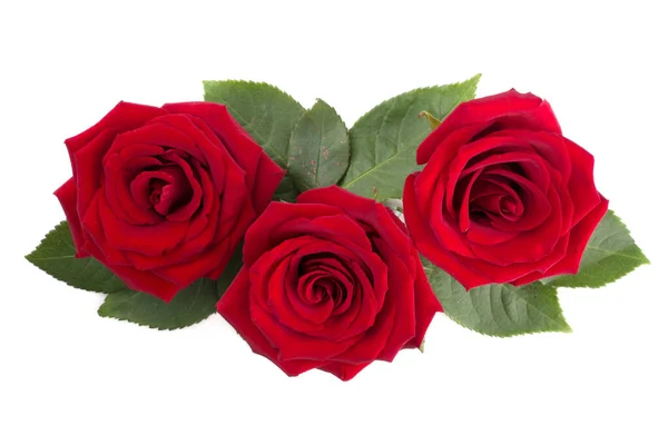 Röda Ros Blommor Och Blad Arrangemang Isolerad Vit Bakgrund Ovanifrån — Stockfoto