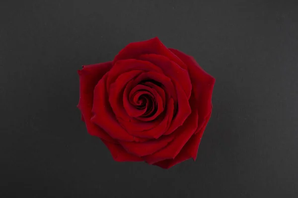 Röd Ros För Alla Hjärtans Dag Blomman Röd Ros Svart — Stockfoto
