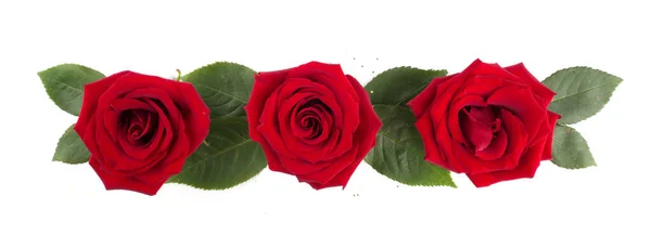 Κόκκινο Τριαντάφυλλο Λουλούδια Και Φύλλα Διάταξη Απομονώνονται Λευκό Φόντο Πάνω — Φωτογραφία Αρχείου