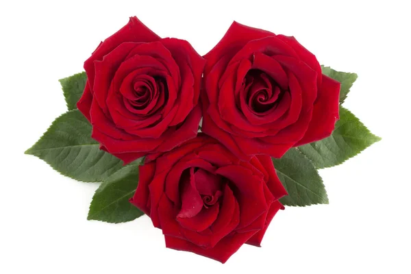 Röda Ros Blommor Och Blad Arrangemang Isolerad Vit Bakgrund Ovanifrån — Stockfoto