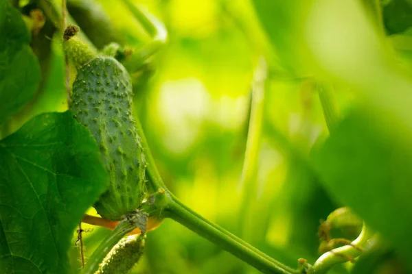 Krásné Přírodní Zázemí Růst Skleníkových Okurek Zahradničení Ekologické Bio Zemědělství — Stock fotografie