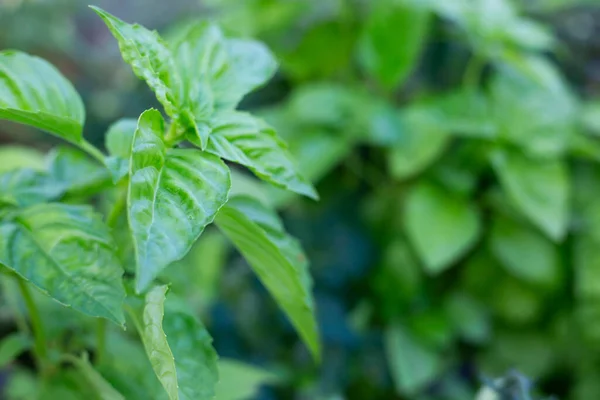 Hojas Verdes Frescas Gran Albahaca Aromática Hierba Ocimum Basilicum Creciendo —  Fotos de Stock