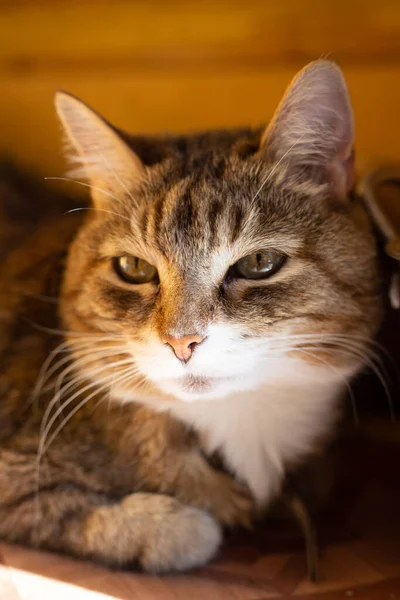 Старий Портрет Кішки Сонячному Світлі Крупним Планом — стокове фото