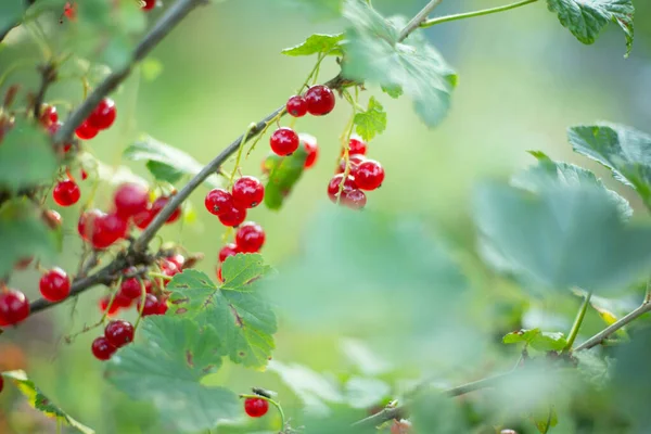 Groseilles Rouges Mûres Suspendues Brousse Prêtes Pour Récolte Gros Plan — Photo