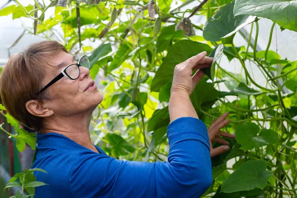 Feliz Sorrindo Mulher Madura Cuidar Pepinos Estufa Agricultura Jardinagem Velhice — Fotografia de Stock