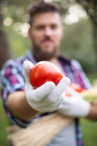 Farmer Holds Freshly Picked Tomato Box Harvest Vegetable Background — Stock Photo, Image