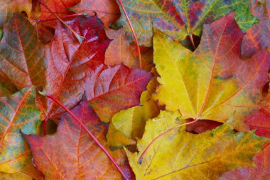 akçaağaç yaprağı arka plan