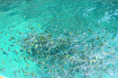 tropikal balık suda