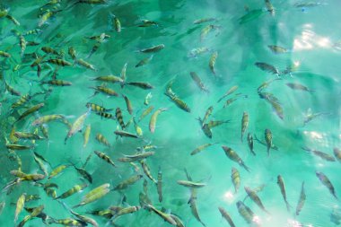 tropikal balık suda